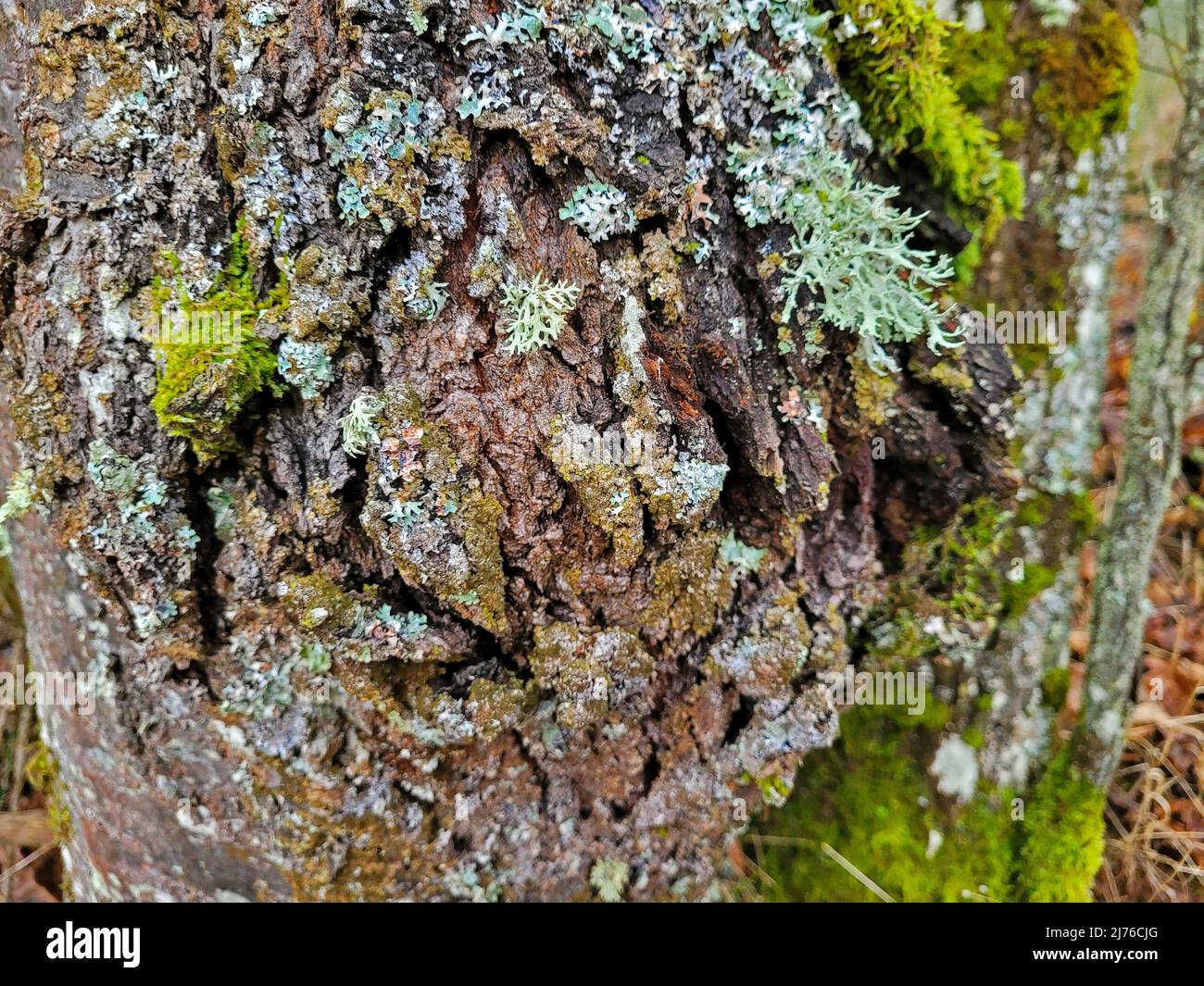 Lichen on tree trunk, Kastel-Staadt, Rhineland-Palatinate, Germany Stock Photo