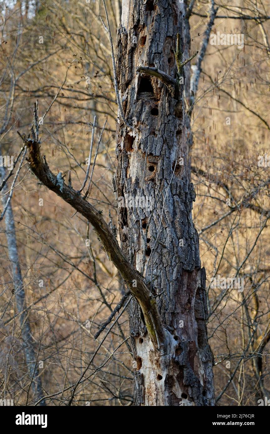 Germany, Bavaria, Upper Bavaria, Altötting district, Inn floodplain near Neuötting, standing dead wood, dead tree, poplar, woodpecker holes Stock Photo
