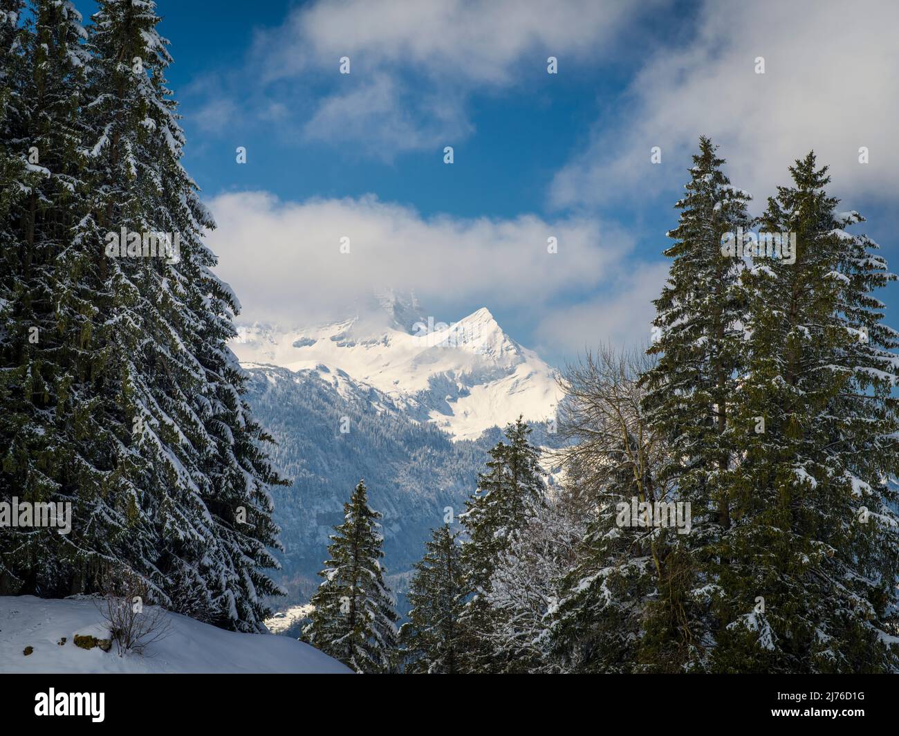 Bernese Alps in winter, mountain view with conifers in foreground Stock Photo