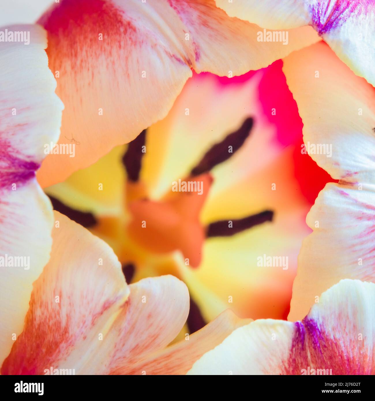 Tulip, flower, macro shot Stock Photo