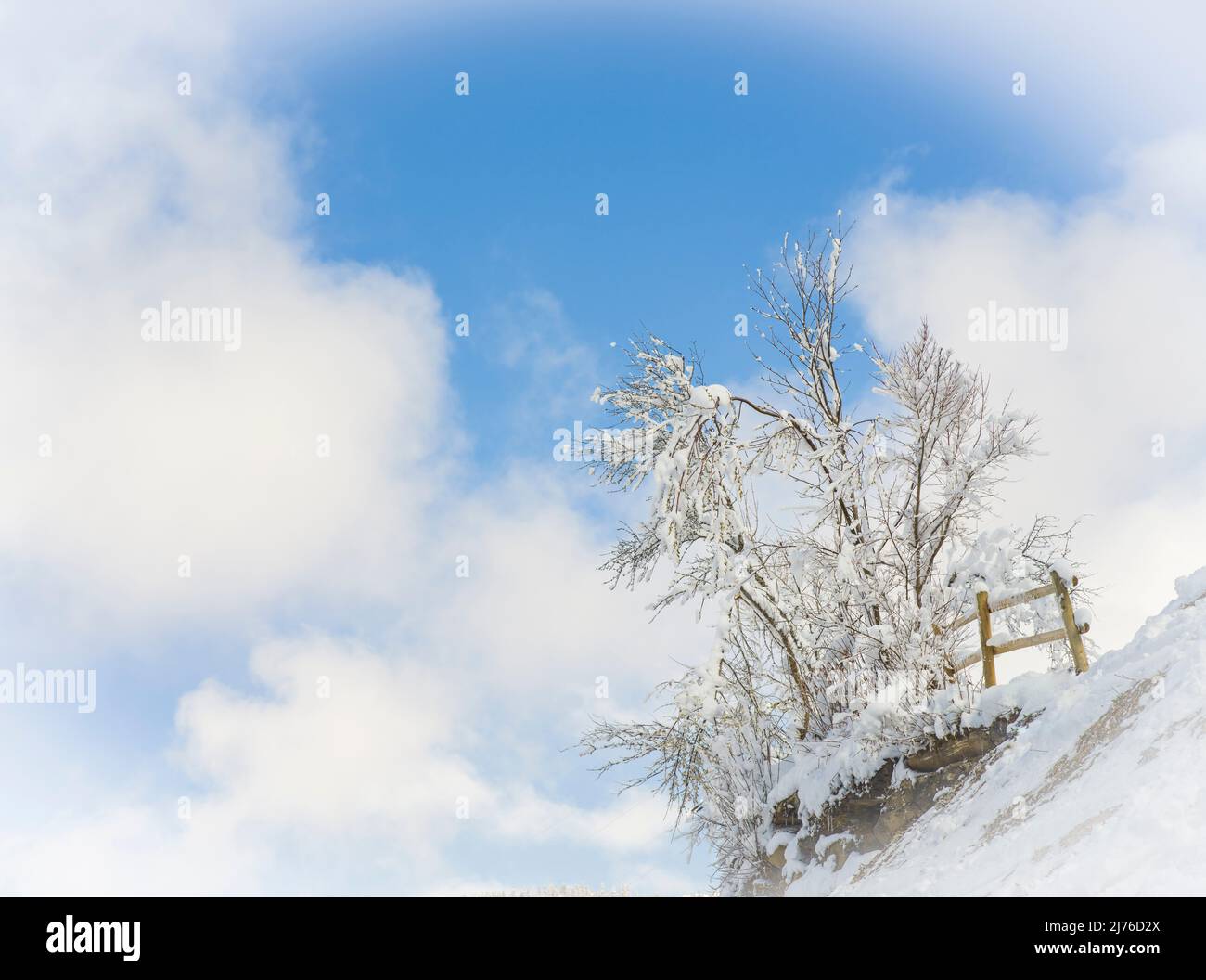 Tree in winter, blue sky, clouds Stock Photo