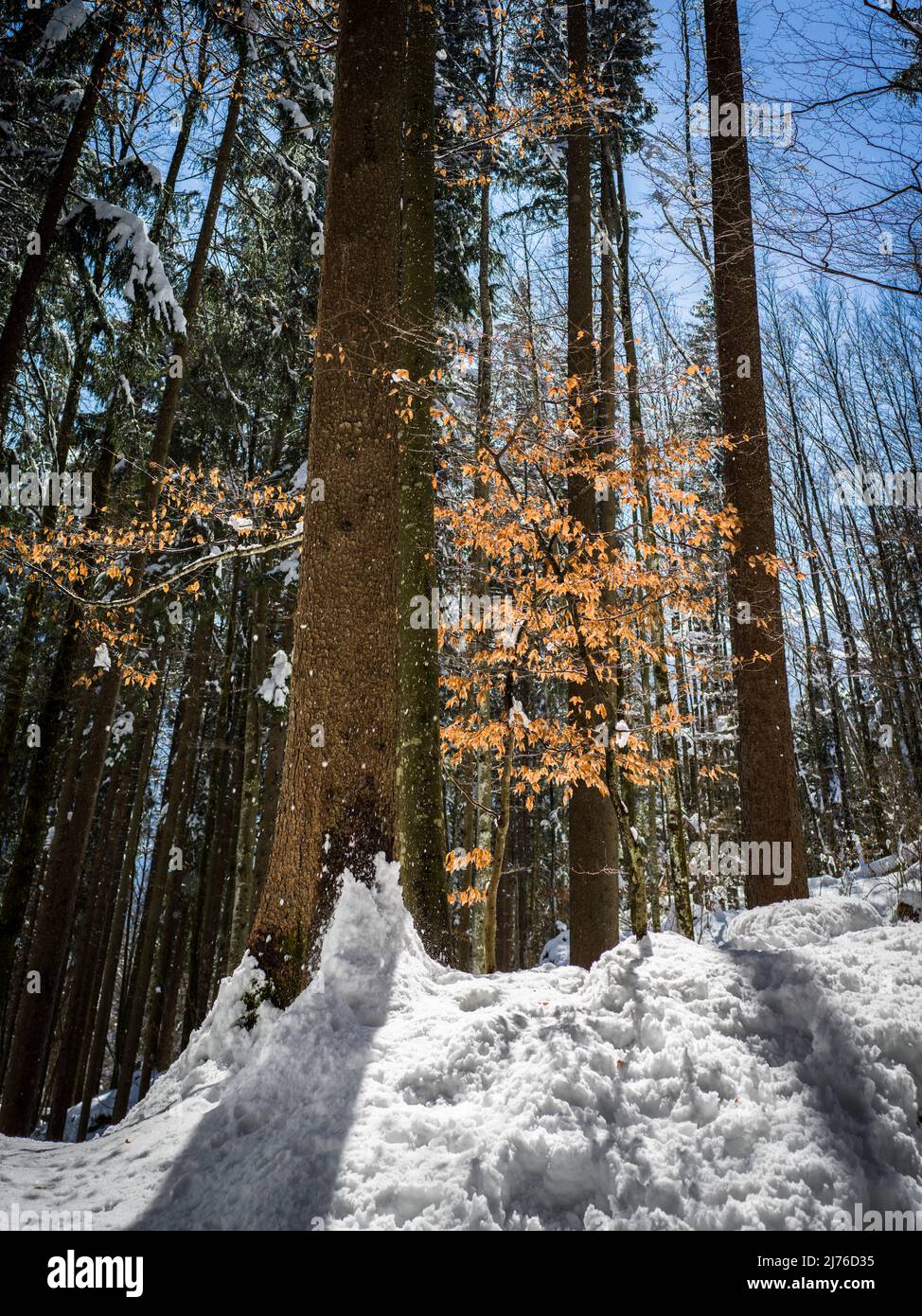 Winter forest on the Brünig, panorama hiking trail Hasliberg Stock Photo