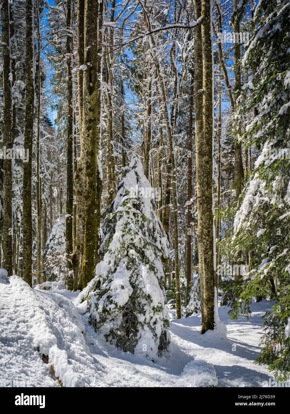 Winter forest on the Brünig, panorama hiking trail Hasliberg Stock Photo