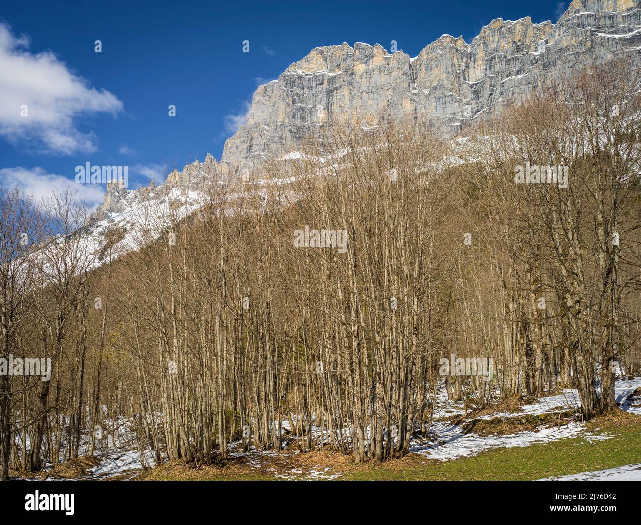 Gadmertal, forest in front of rock pinnacles Stock Photo