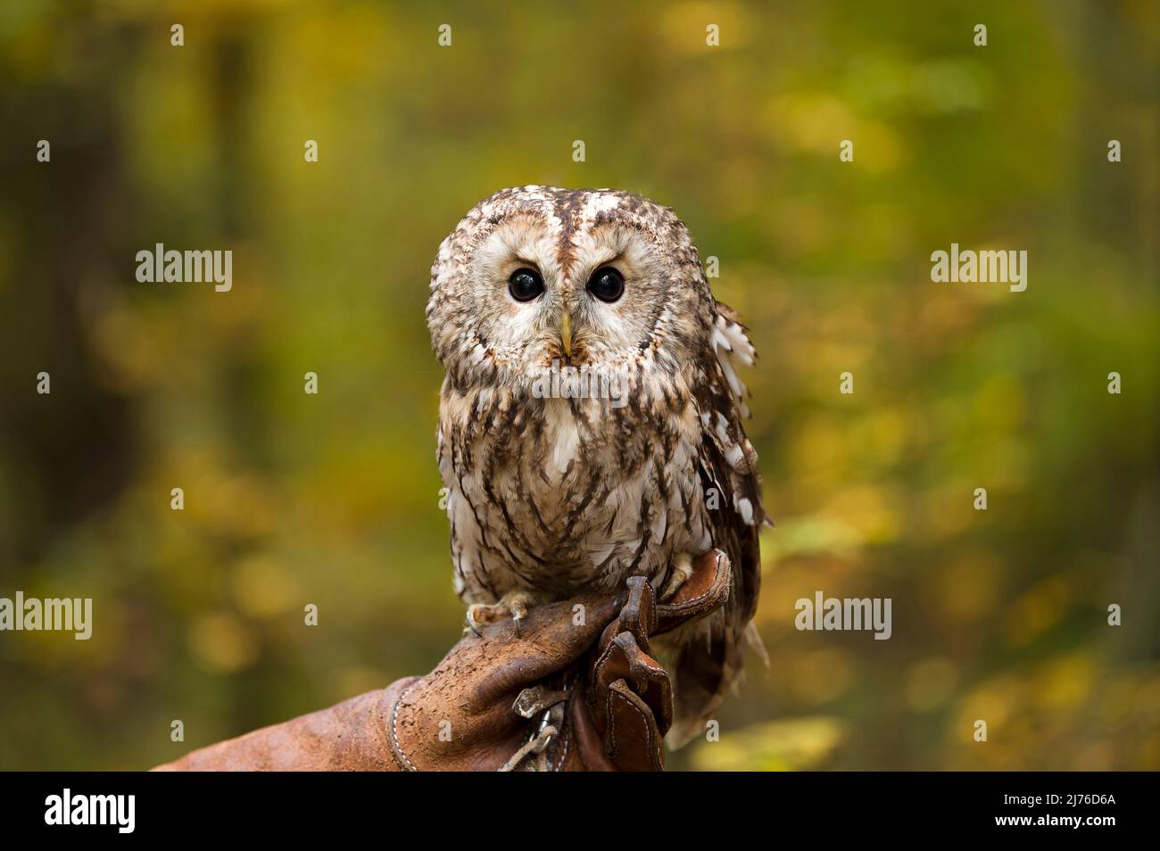 Tawny owl (Strix aluco), sitting on falconer's leather glove, captive, colorful autumn leaves in background, Bispingen Bird of Prey Enclosure, Lüneburger Heide, Germany, Lower Saxony Stock Photo