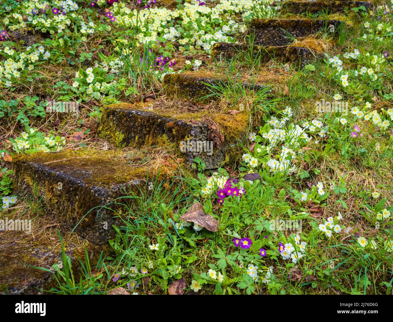 Spring meadow, moss covered stairs Stock Photo