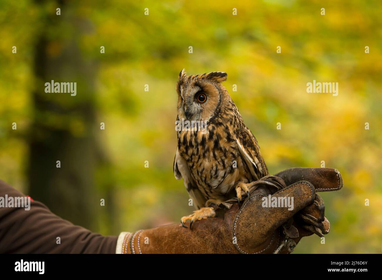 Long-eared owl (Asio otus), sitting on falconer's leather glove, captive, colorful autumn leaves in background, Bispingen Bird of Prey Enclosure, Lüneburger Heide, Germany, Lower Saxony Stock Photo