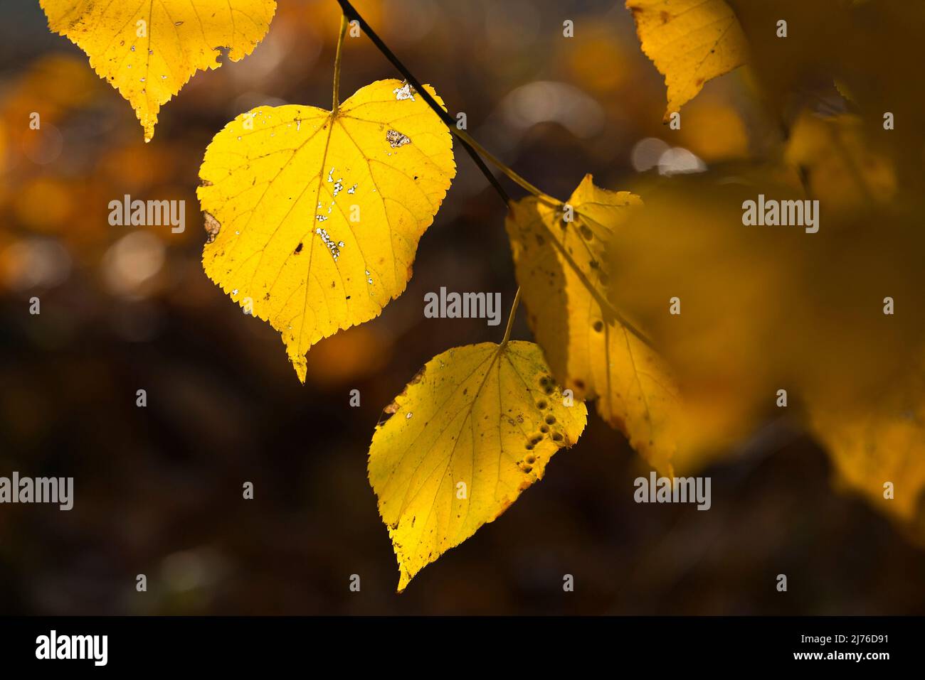 yellow lime tree leaves shine in the sunlight, Germany, Hesse, Marburger Land Stock Photo