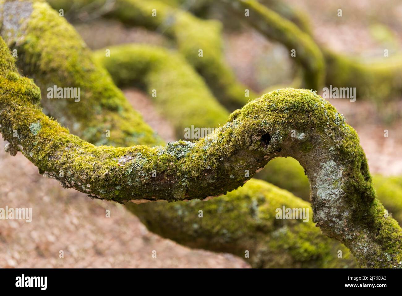 twisted moss-covered branches in the cripple beech forest near La Schlucht, Vosges, France, Grand Est region, Ballons des Vosges Regional Nature Park Stock Photo