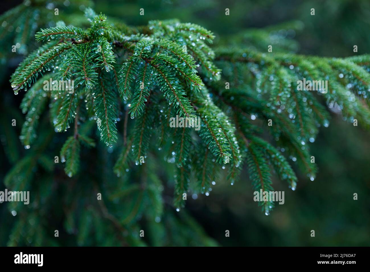 Water drops on spruce branches, France, Vosges Mountains Stock Photo