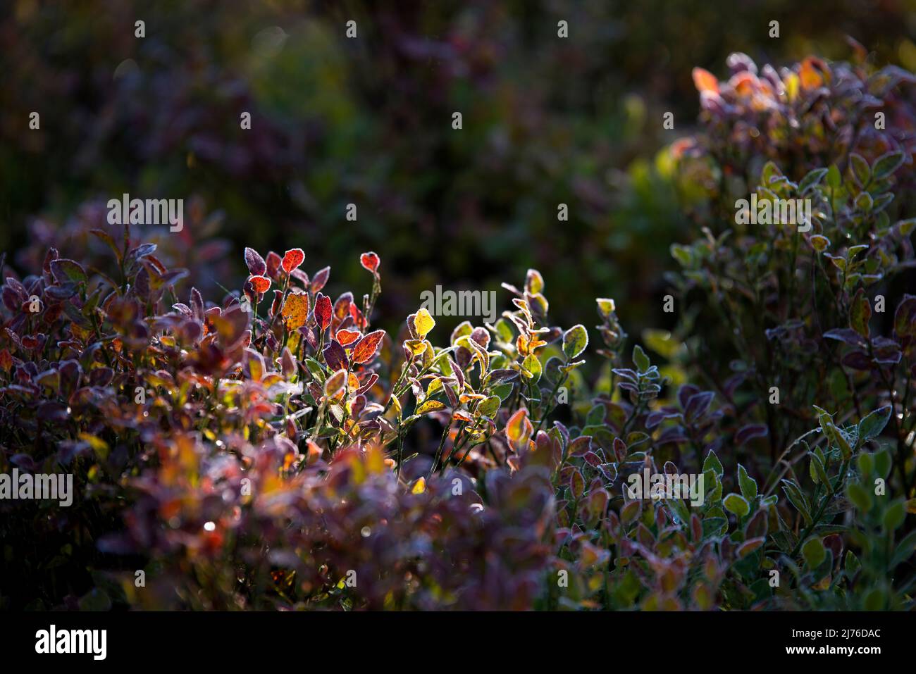 Blueberry bushes in autumn leaves, ripened leaves in backlight, France, Vosges Mountains Stock Photo