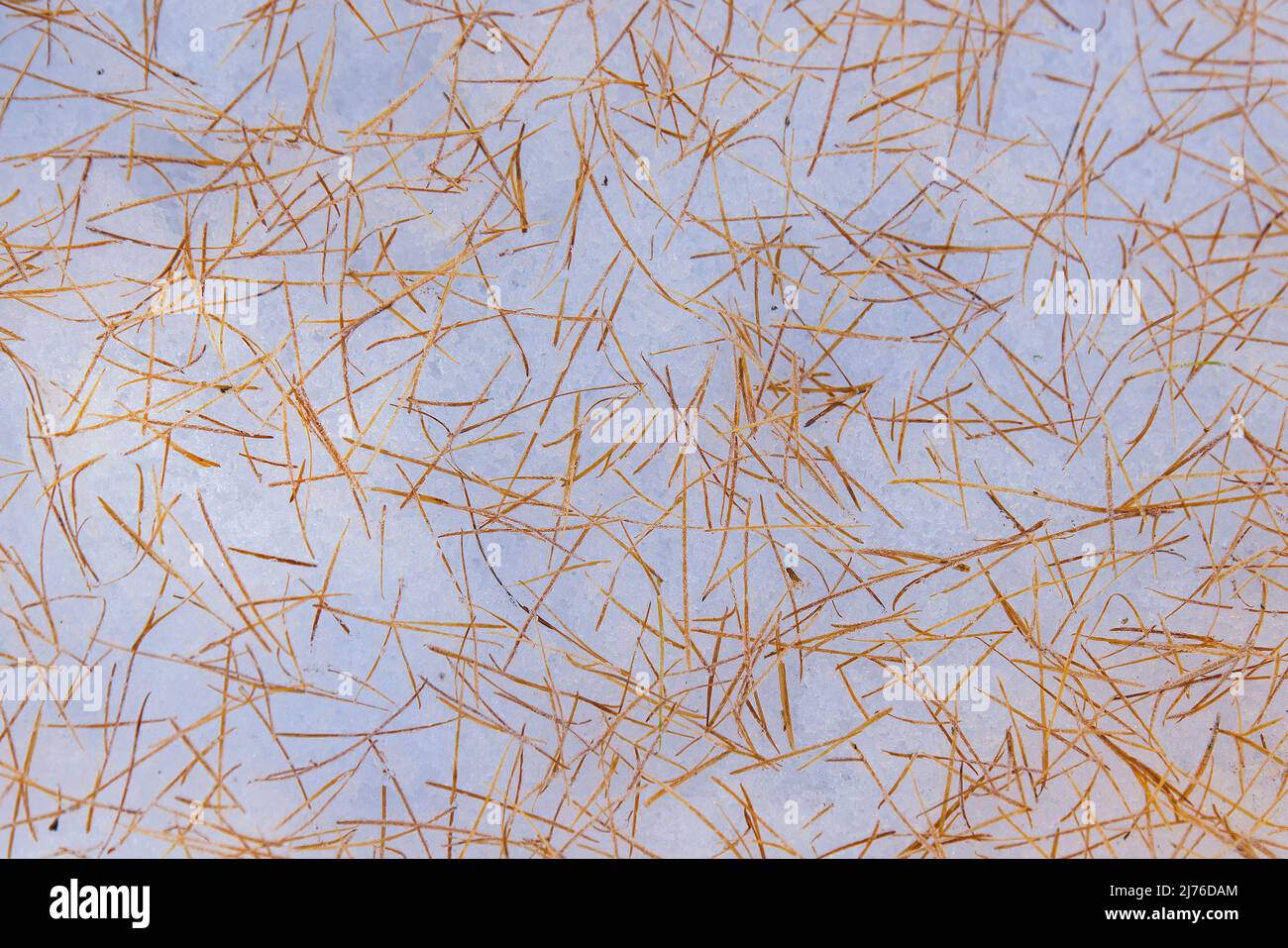 Larch needles are frozen in the snow, Engadin, Switzerland, Canton Grisons Stock Photo