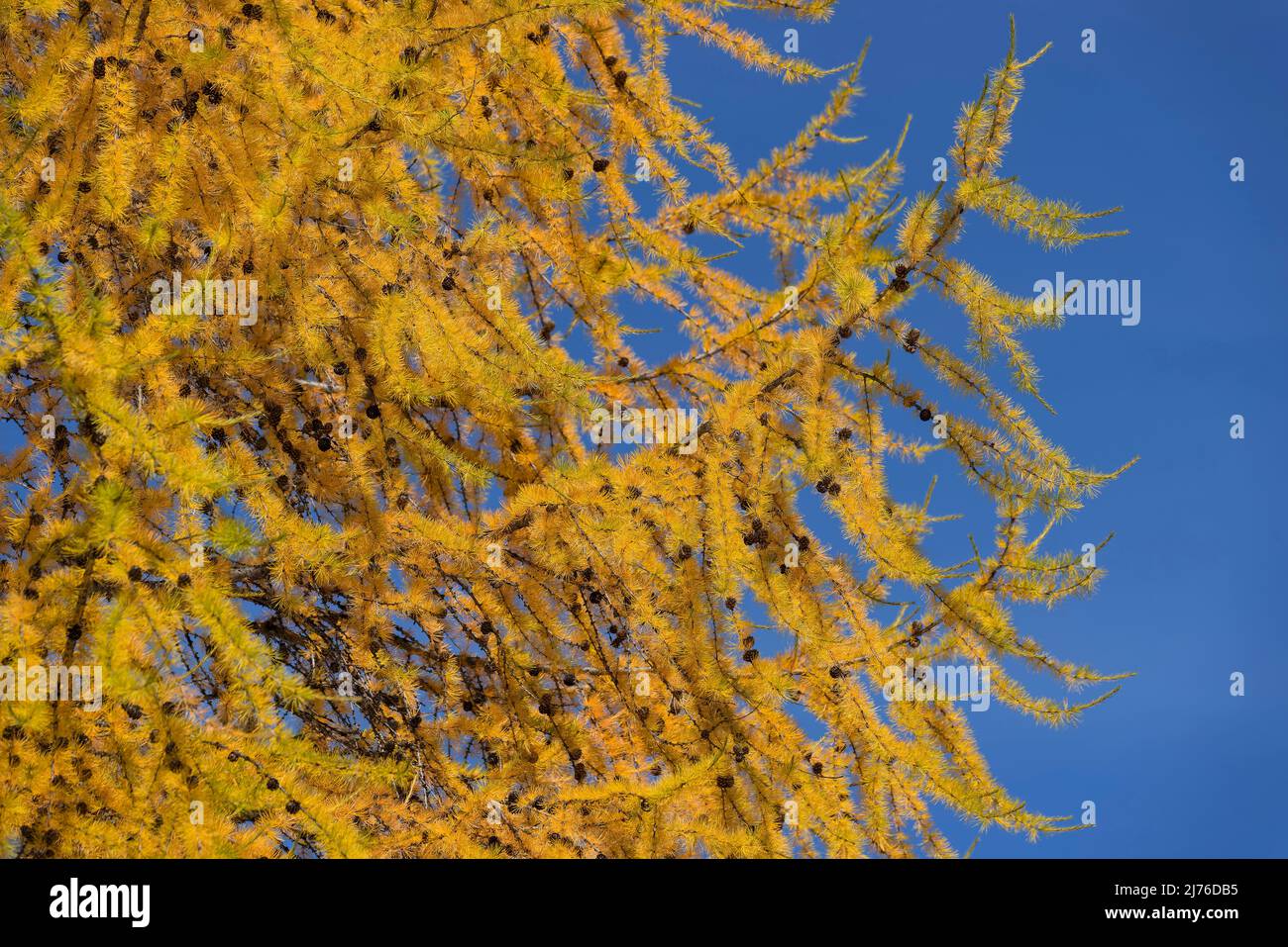 yellow larch against blue sky, autumn colors in Engadin, Switzerland, canton Grisons Stock Photo