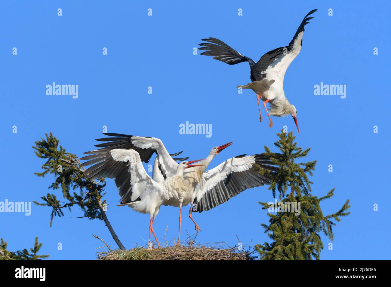 White storks (Ciconia ciconia) defending their nest against another stork, spring, Hesse, Germany, Europe Stock Photo