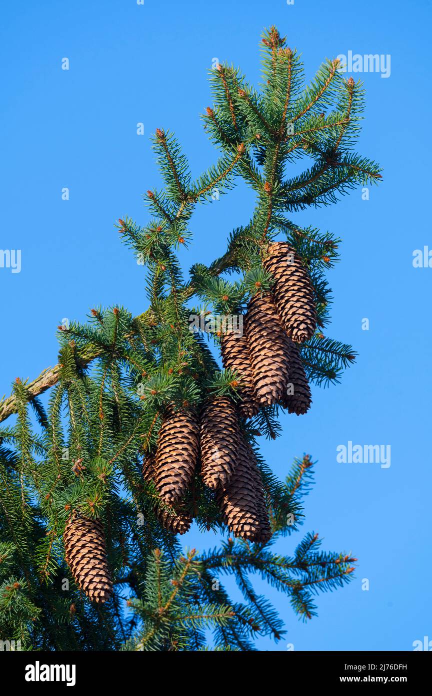 Cones of a Douglas fir, spring, Hesse, Germany, Europe Stock Photo