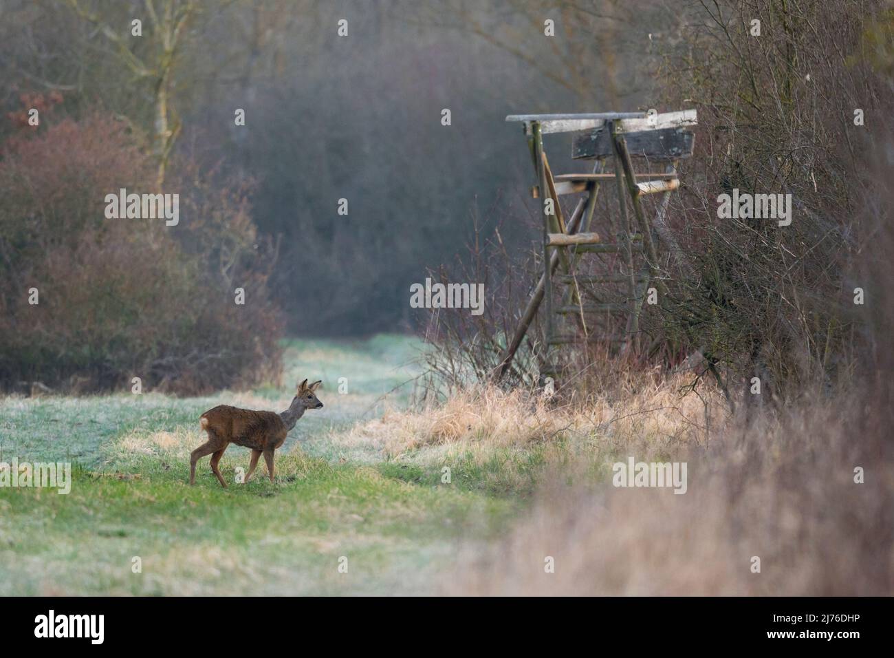 Roe deer (Capreolus capreolus) next to a raised hide, spring, March, Hesse, Germany, Europe Stock Photo