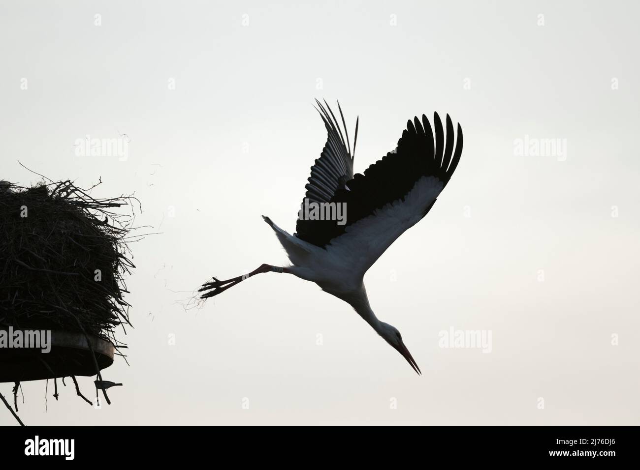 White stork (Ciconia ciconia) taking off from nest, spring, Hesse, Germany, Europe Stock Photo