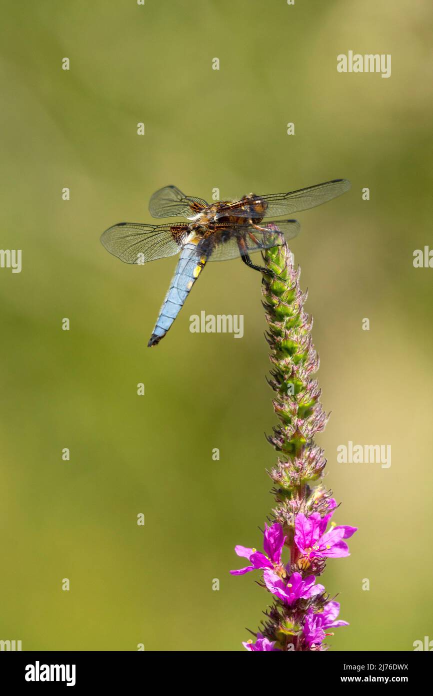 Germany, the flatbelly is a dragonfly species from the damselfly family. It has a conspicuously broad, flattened body. Males and females are differently colored. In 2001, the flatbelly was elected Insect of the Year in Germany. Stock Photo