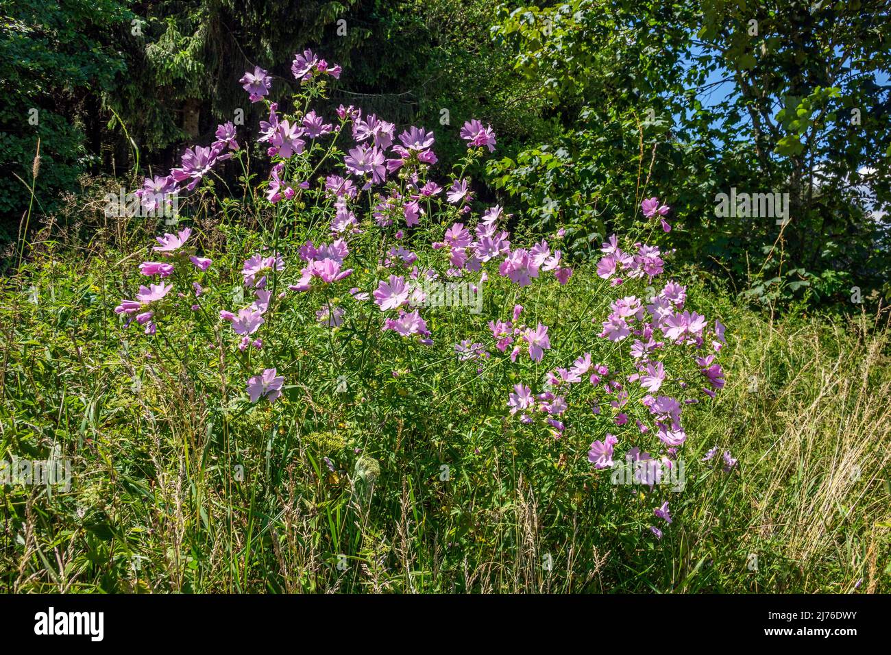 Germany, the rose mallow, also called rose mallow, pointed-leaved mallow, Sigmarskraut or Siegmarswurz, is a plant belonging to the mallow genus in the mallow family (Malvaceae). Stock Photo