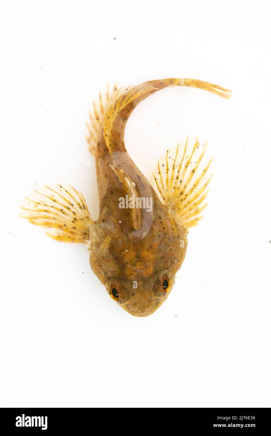short spined scorpion fish on white back drop Stock Photo