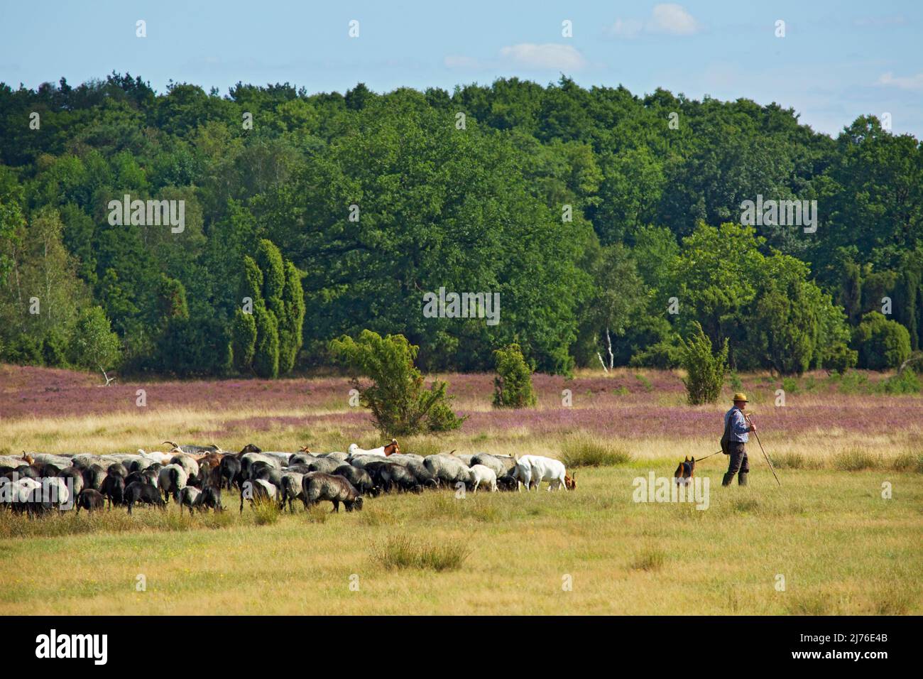 Schaefer with flock of sheep in the heath landscape near Döhle. Stock Photo