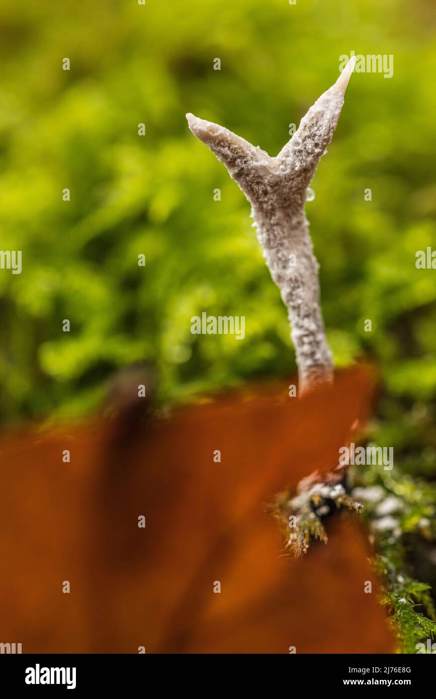 Stag's horn fungus, Xylaria hypoxylon, close-up, forest still life Stock Photo