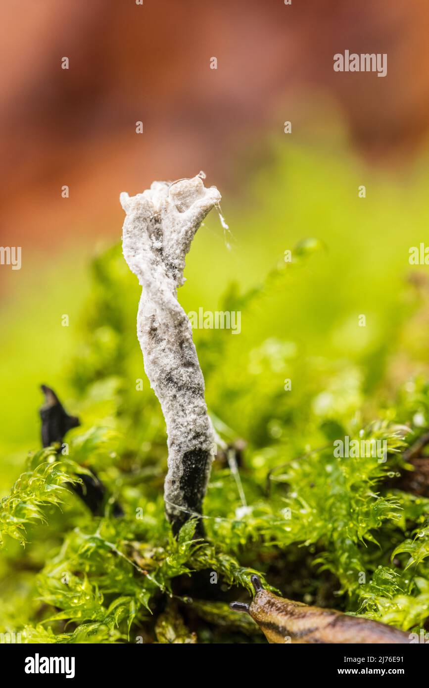 Stag's horn fungus, Xylaria hypoxylon, close-up, forest still life Stock Photo