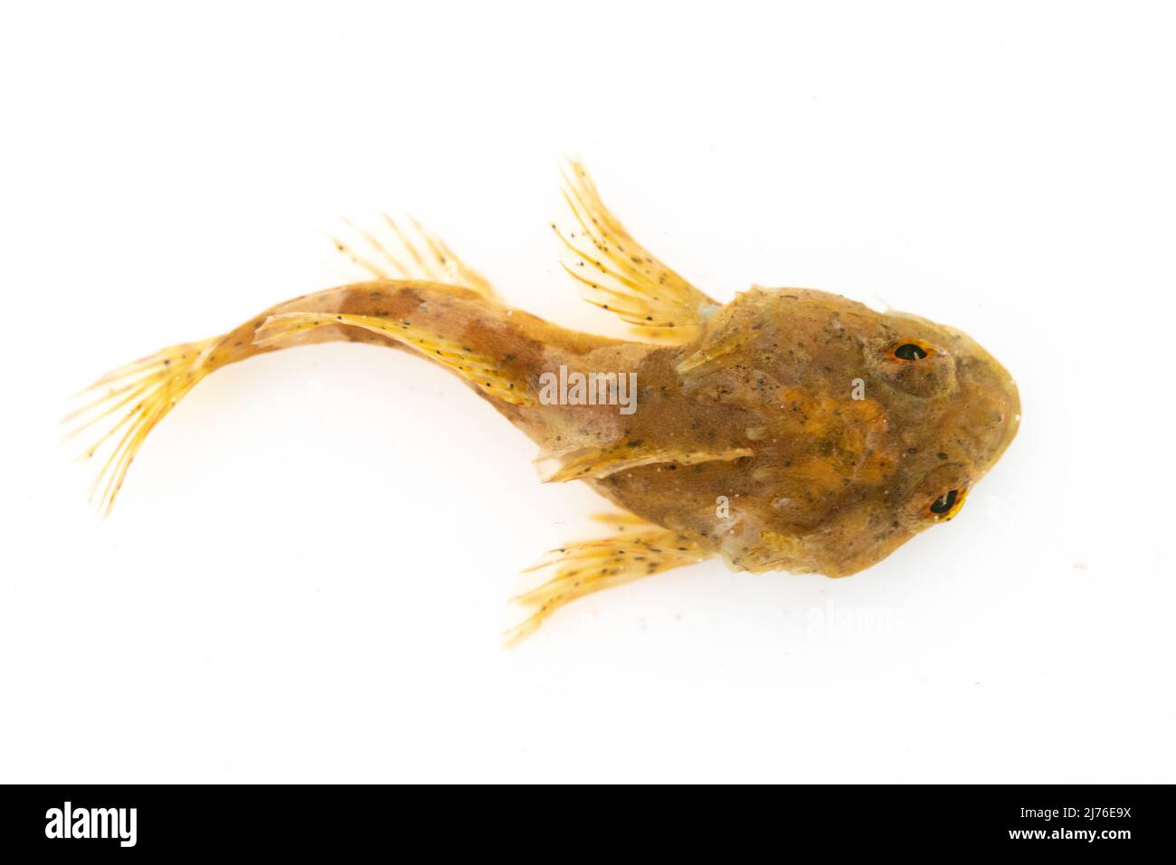 short spined scorpion fish on white back drop Stock Photo