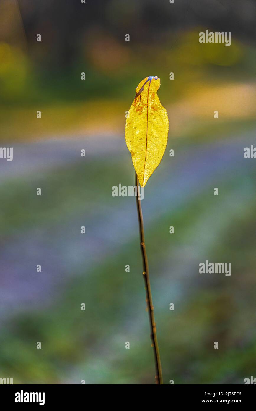 Plant leaf stem hi-res stock photography and images - Alamy