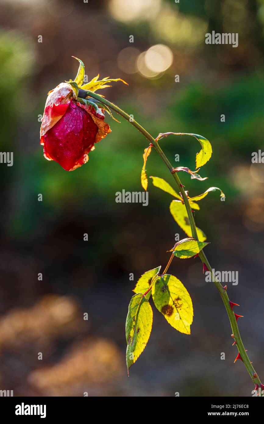 Rose, withered flower, symbol transience Stock Photo