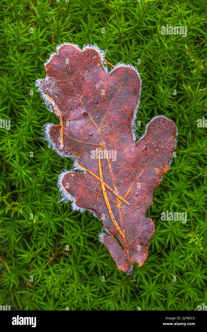 Hoar frost on oak leaf hi-res stock photography and images - Alamy
