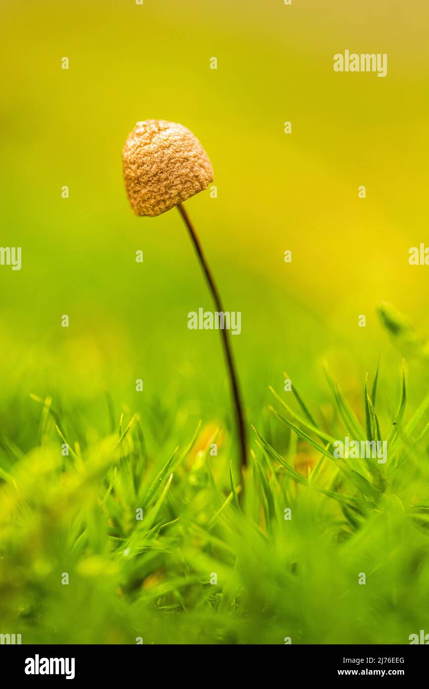 The world of the inconspicuous, close up of mushroom Stock Photo