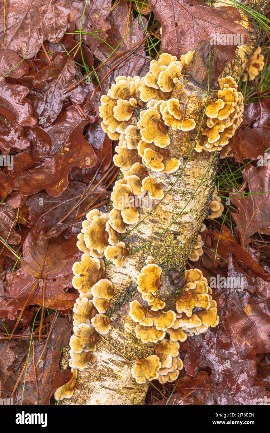 Butterfly Trametes (Trametes versicolor), fruiting body, autumn forest Stock Photo