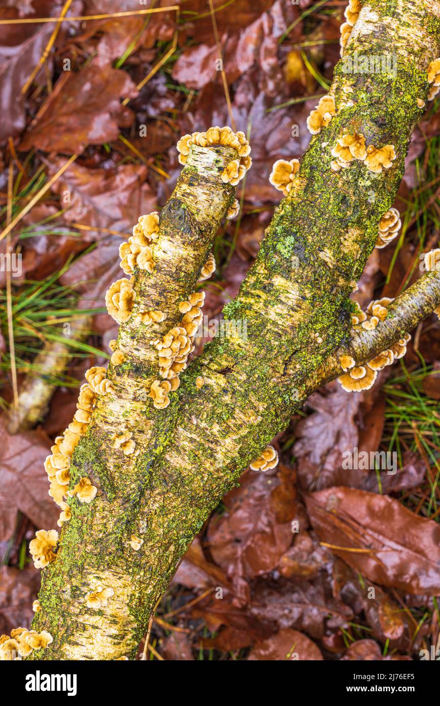 Butterfly Trametes (Trametes versicolor), fruiting body, autumn forest Stock Photo