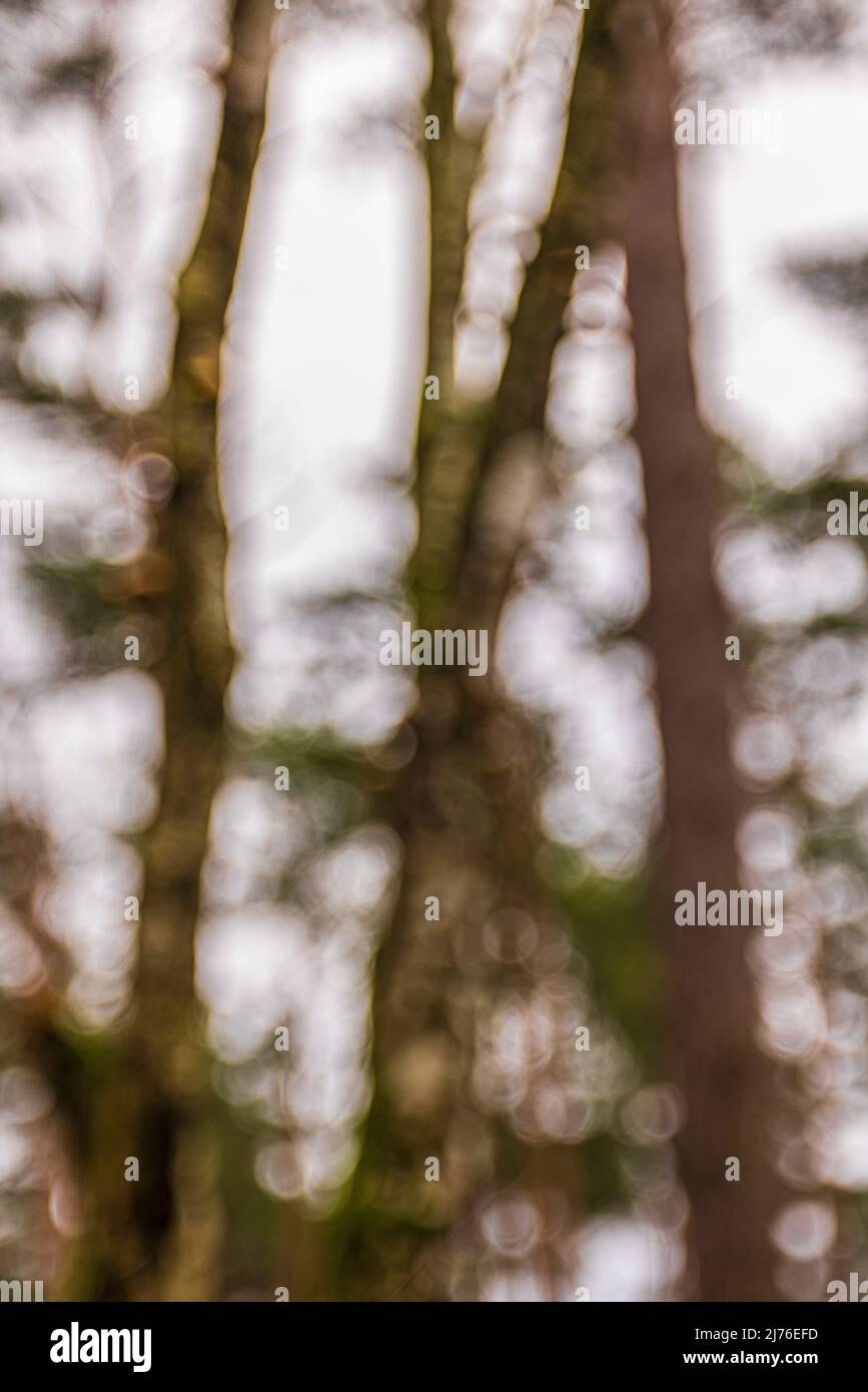 Abstract trees hi-res stock photography and images - Alamy