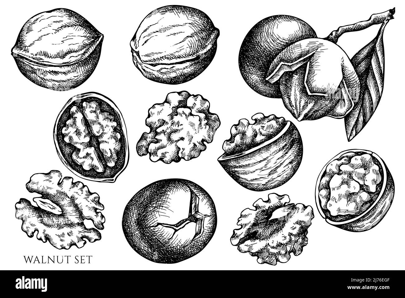 Vector set of hand drawn black and white walnut Stock Vector