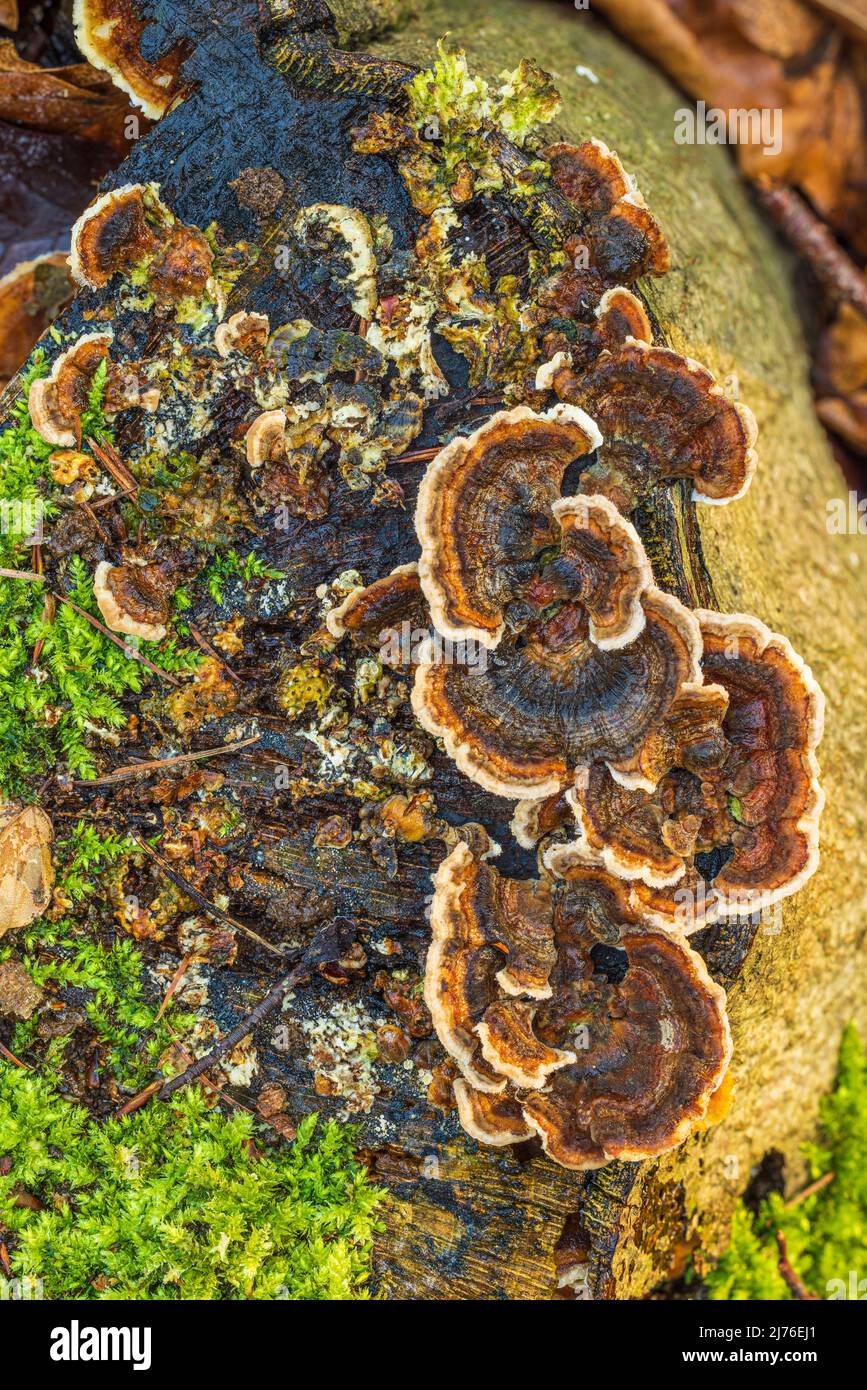 Butterfly Trametes (Trametes versicolor), fruiting body on the stump of a copper beech (Fagus sylvatica) Stock Photo