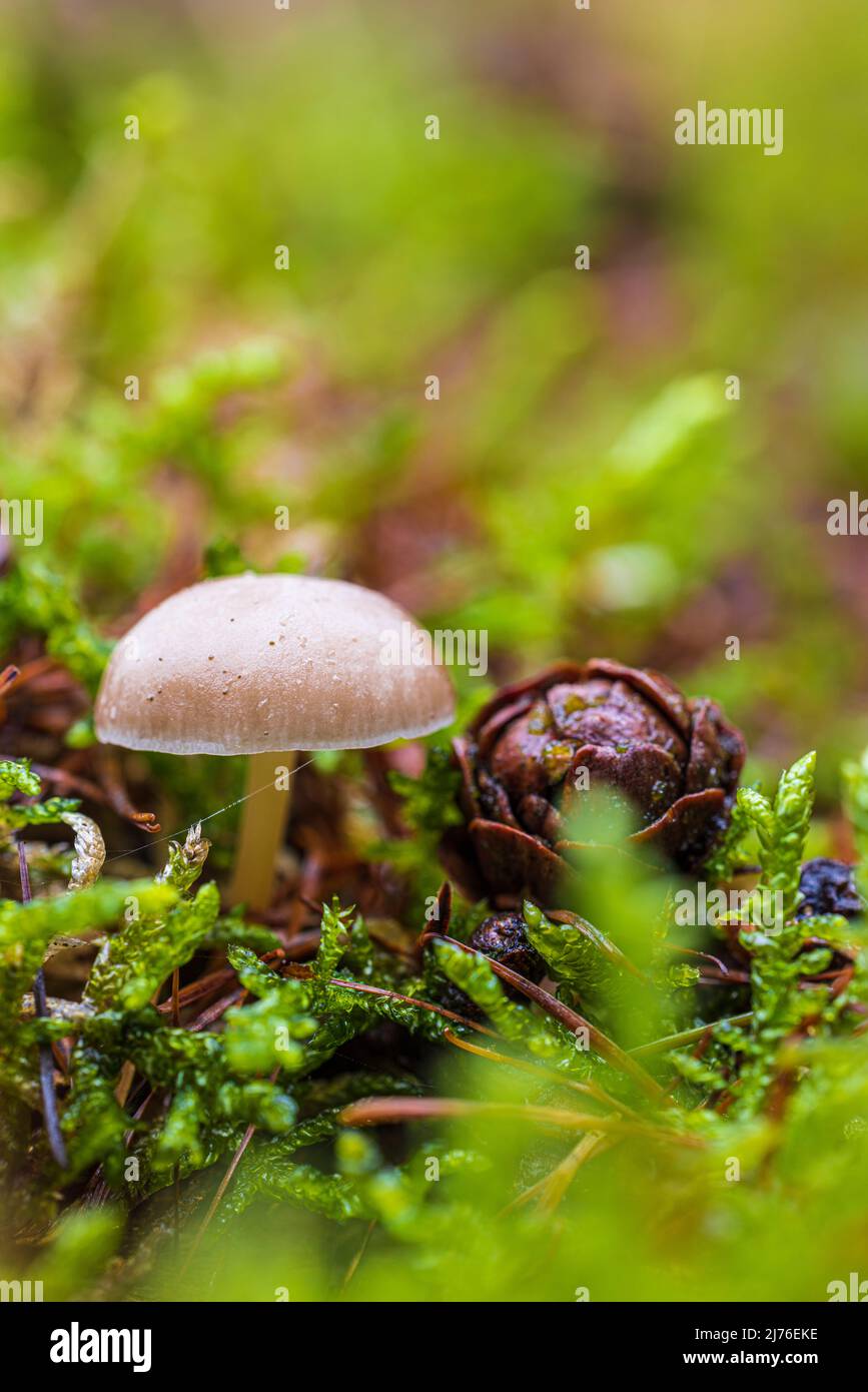 The world of the inconspicuous, small mushroom in the forest, close up Stock Photo