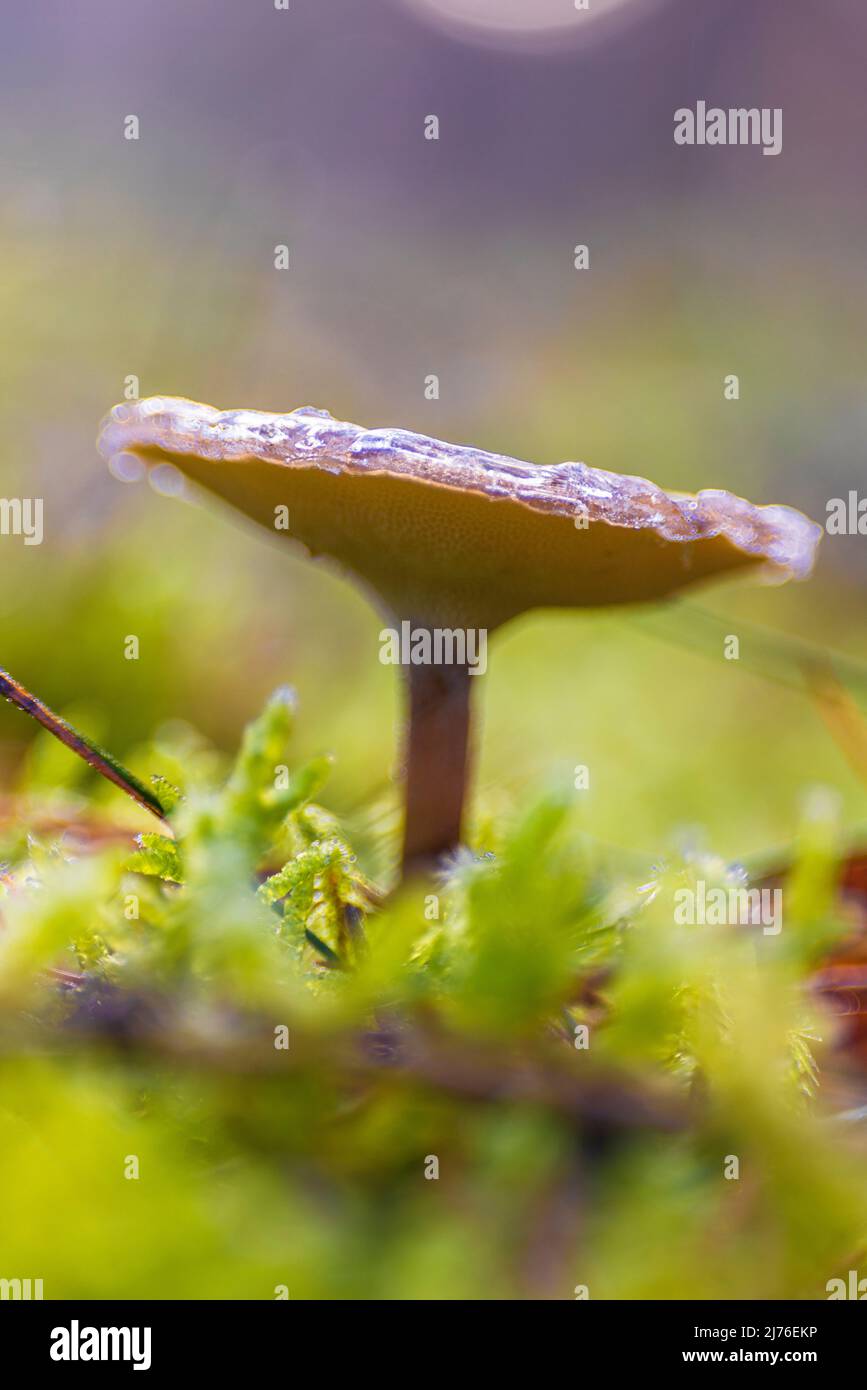 The world of the inconspicuous, small mushroom in the forest, closeup Stock Photo