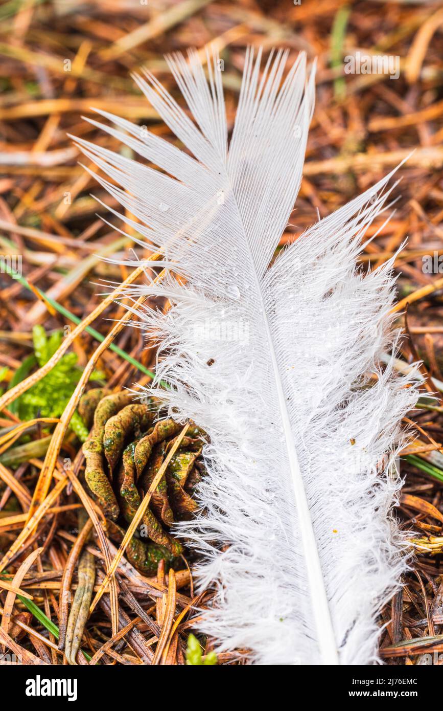 Bird feather on the forest floor Stock Photo