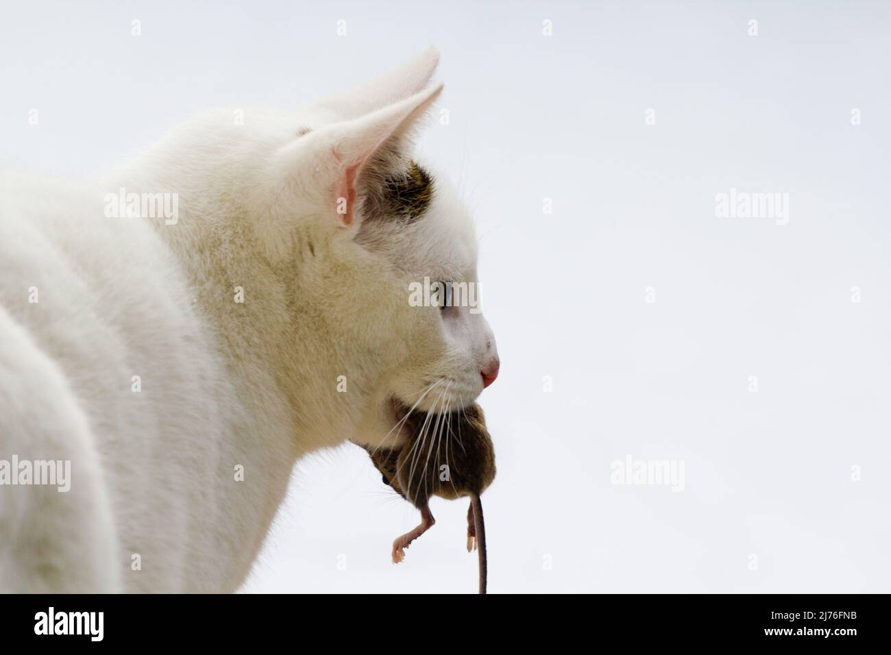 Huntig cat hires stock photography and images Alamy