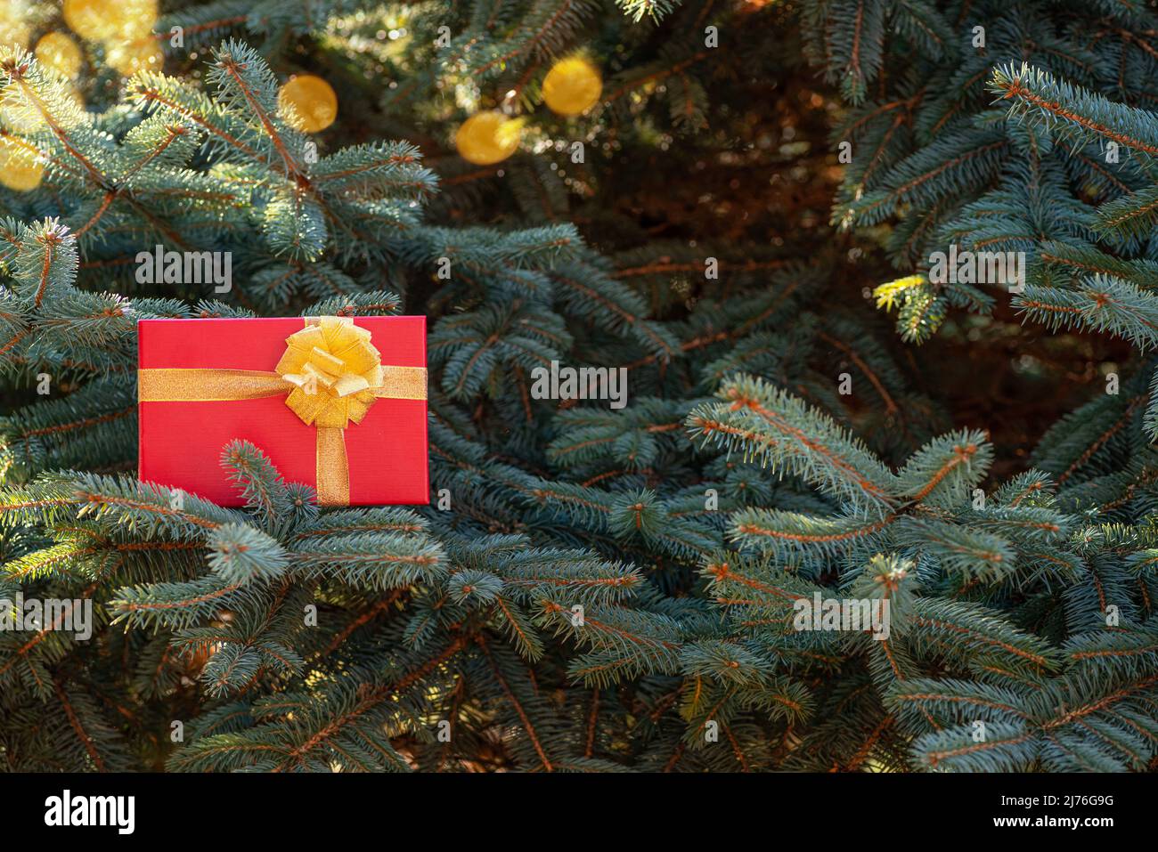 Red box-gift on fir branches on Christmas Eve and New Years Eve. Stock Photo