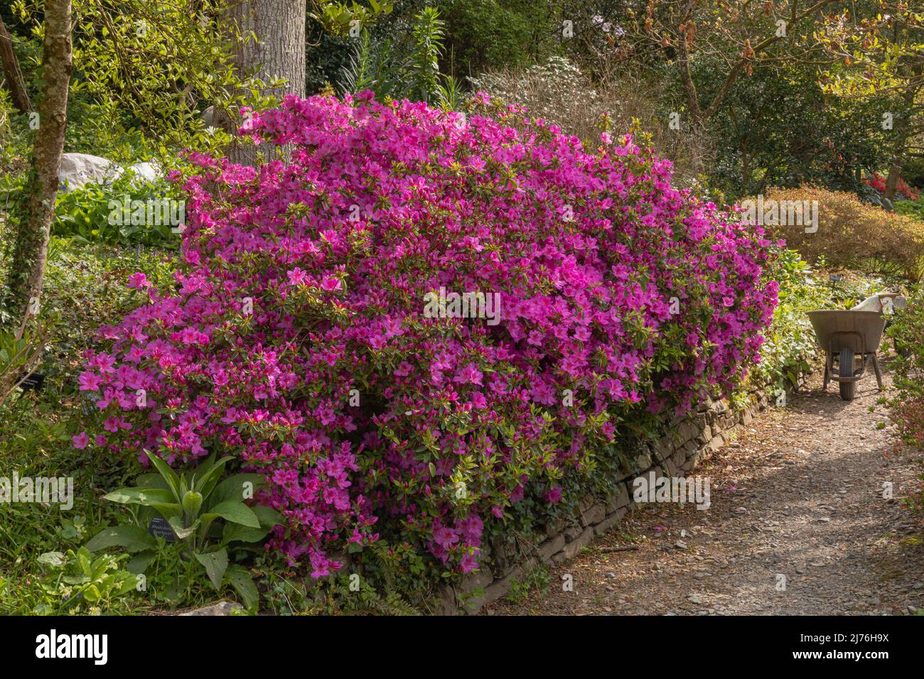 Spring purple flowers of the rhododendron beethoven on the edge of the stone wall and path Stock Photo