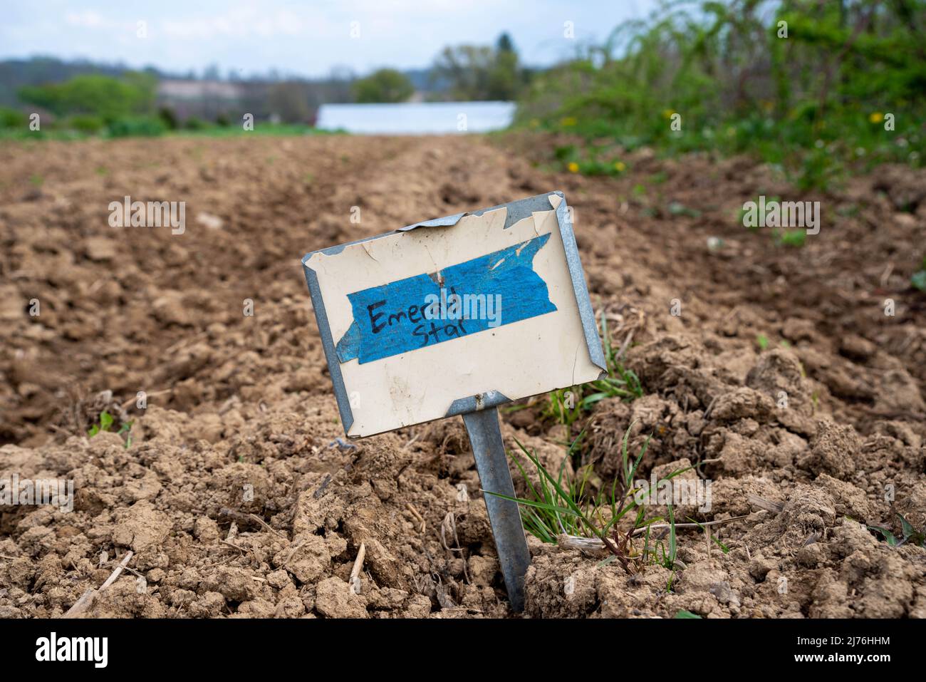 Healthy soil garden, row new planting marked Emerald Star broccoli with centered rustic metal sign in foreground on organic vegetable farm. Greenhouse Stock Photo