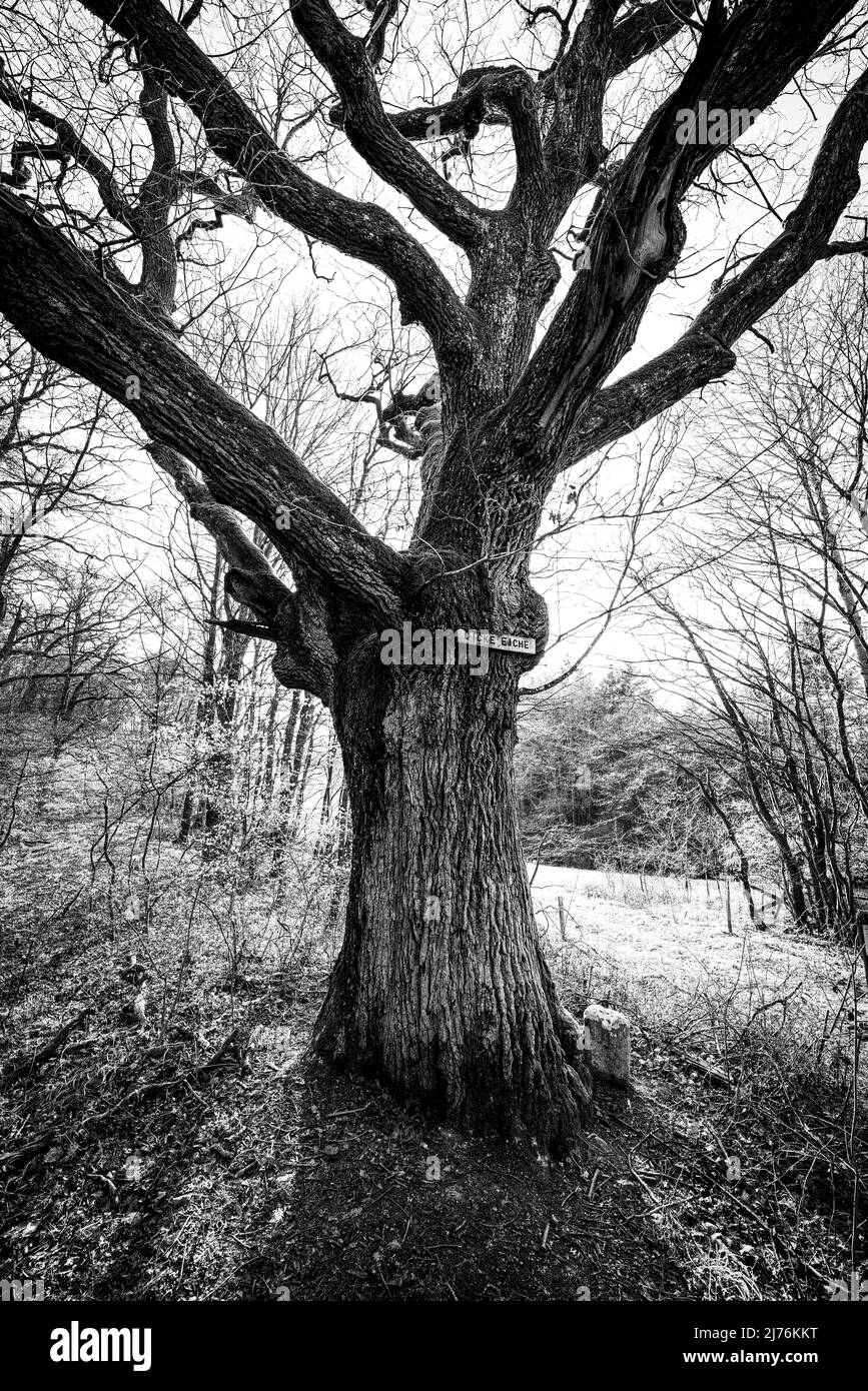 Thick Tree Trunk Black and White Stock Photos & Images - Alamy
