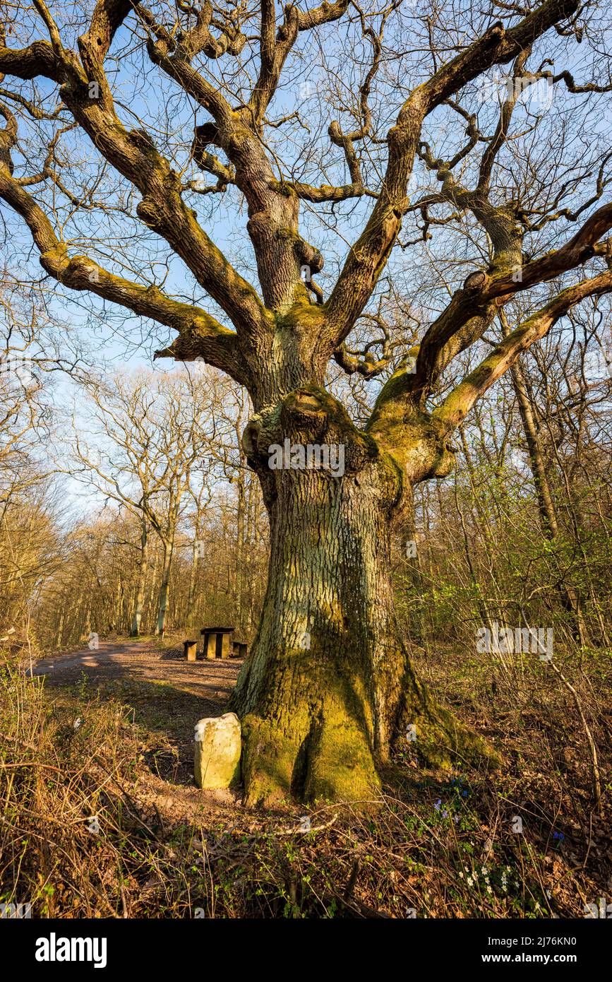 Thick forest area hi-res stock photography and images - Alamy