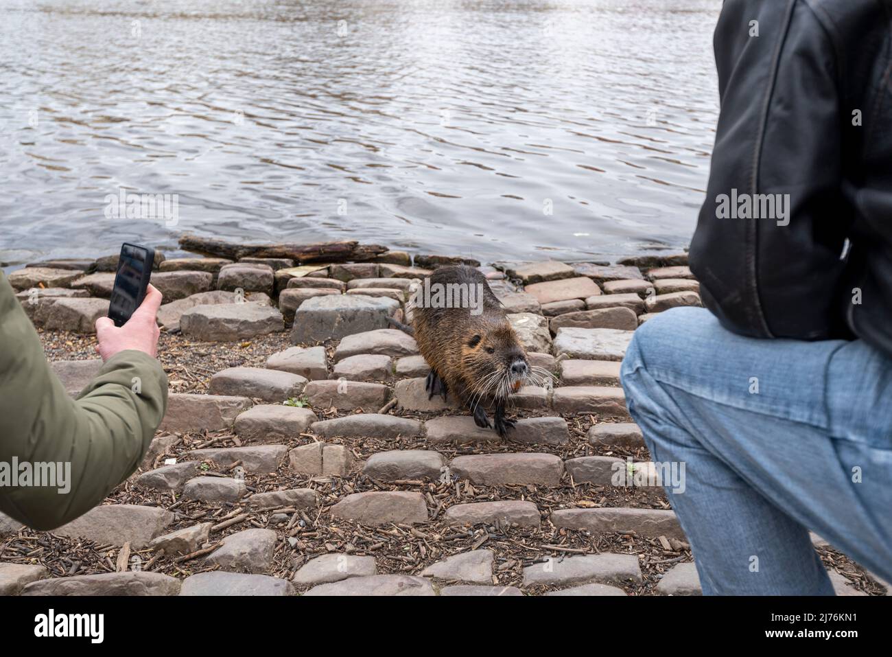 Muskrat on the bank of the Vltava River, Prague, Czech Republic Stock Photo