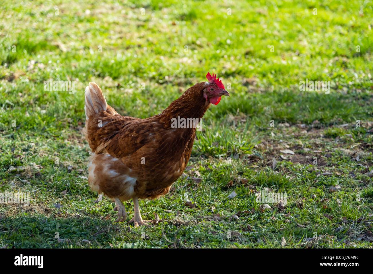 free range, healthy brown organic chickens on a green meadow. Selective