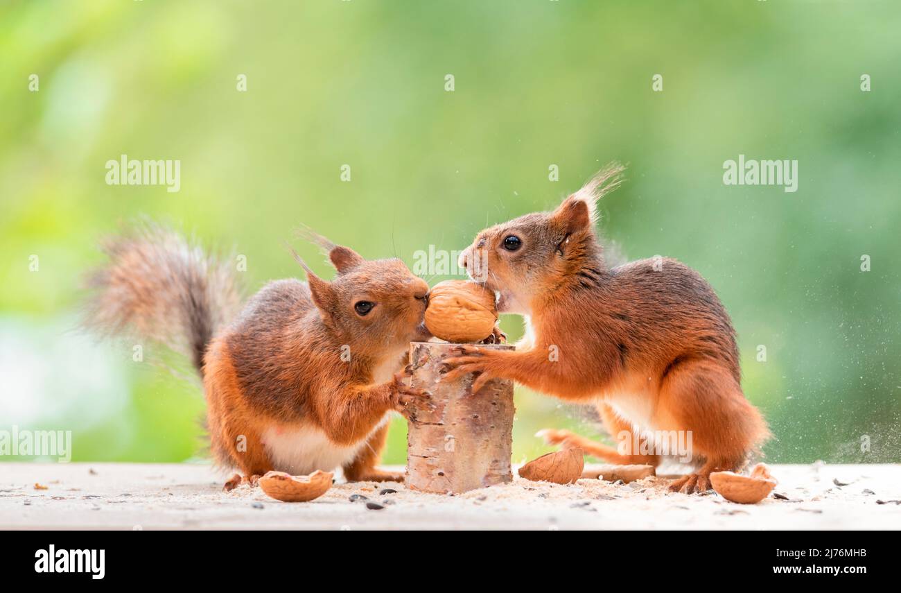 Two squirrels try to open a walnut Stock Photo