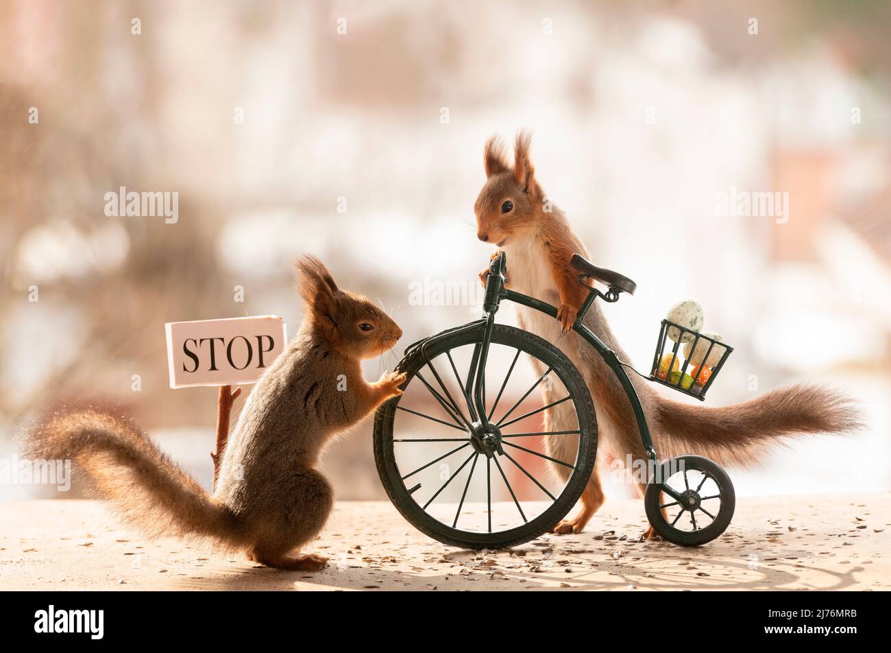 Squirrel with penny-farthing, basket with eggs, sign stop Stock Photo